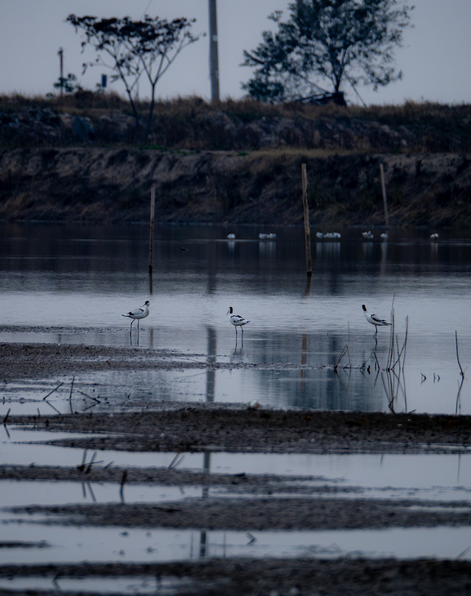 Säbelschnäbler - ML645832691