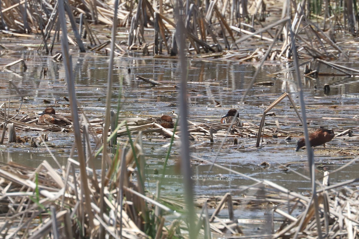 Чирянка руда - ML645832692