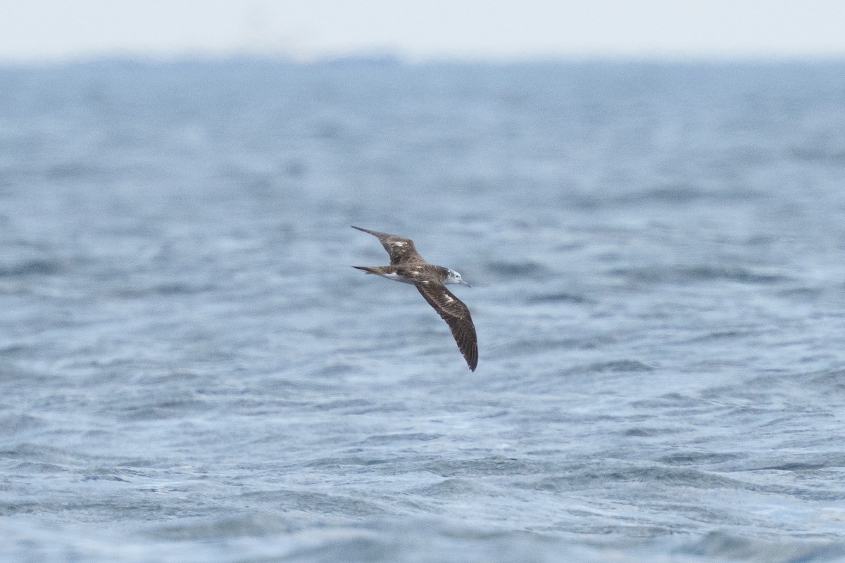 Буревісник тихоокеанський - ML645832693