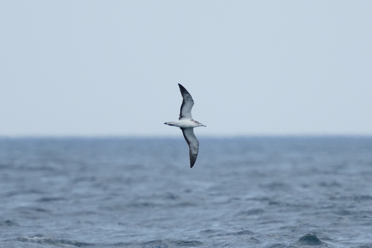 Буревісник тихоокеанський - ML645832694