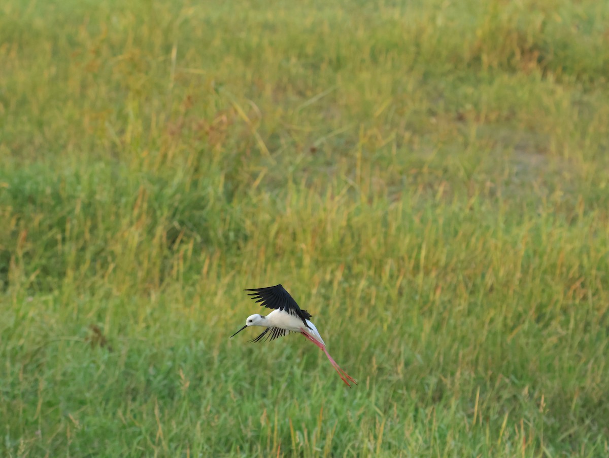 Кулик-довгоніг чорнокрилий - ML645832696