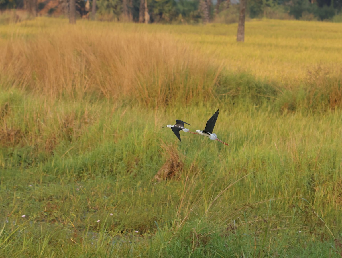 Кулик-довгоніг чорнокрилий - ML645832697