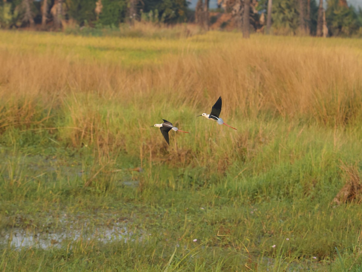 Кулик-довгоніг чорнокрилий - ML645832698