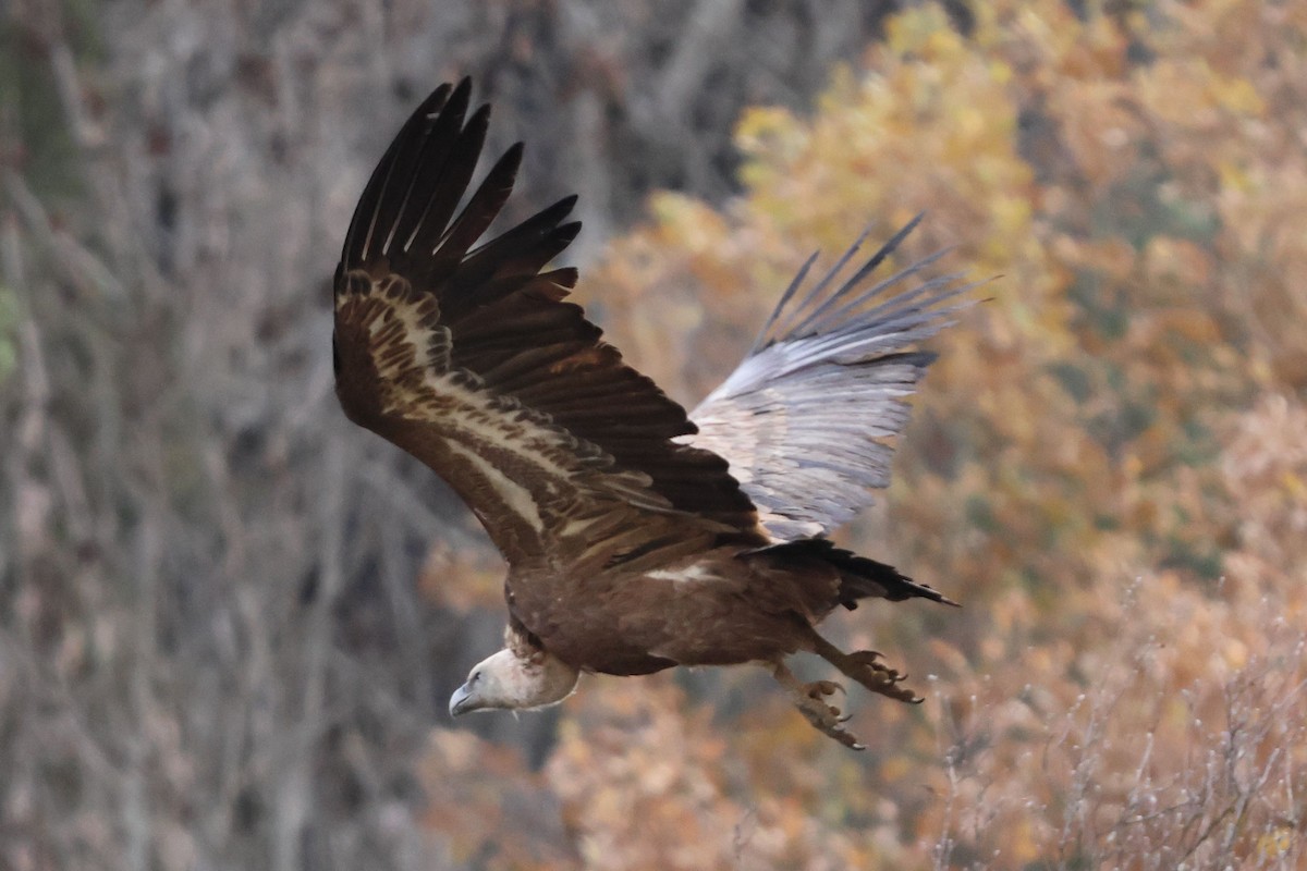 Сип білоголовий - ML645832700