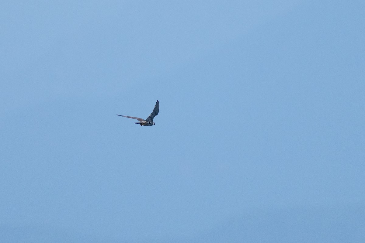 Підсоколик великий - ML645832701