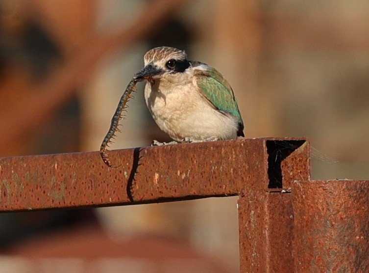 Kırmızı Belli Yalıçapkını - ML645832702