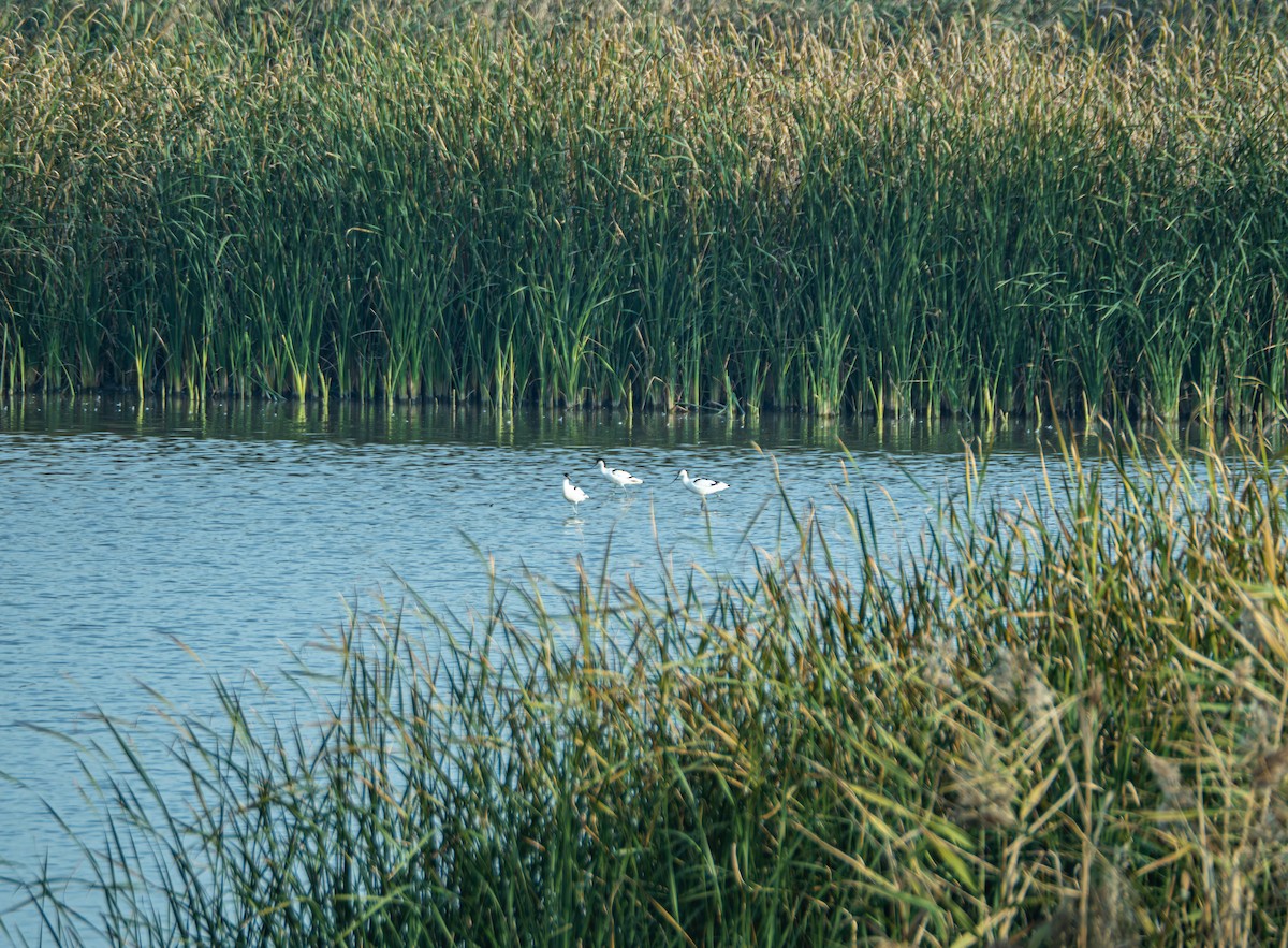 Säbelschnäbler - ML645832703