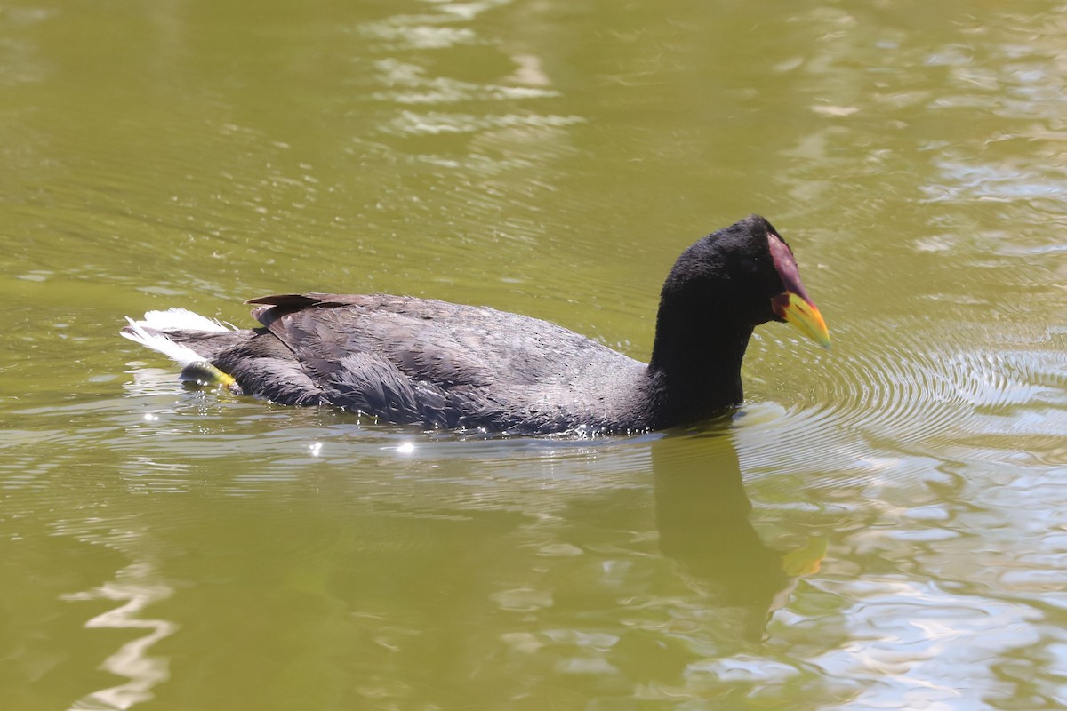 Лиска червонолоба - ML645832709