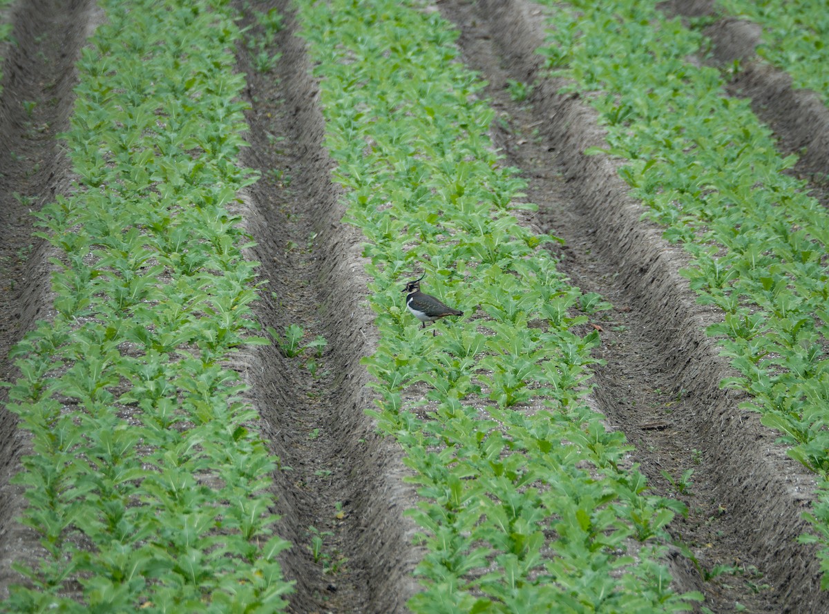 Kiebitz - ML645832710