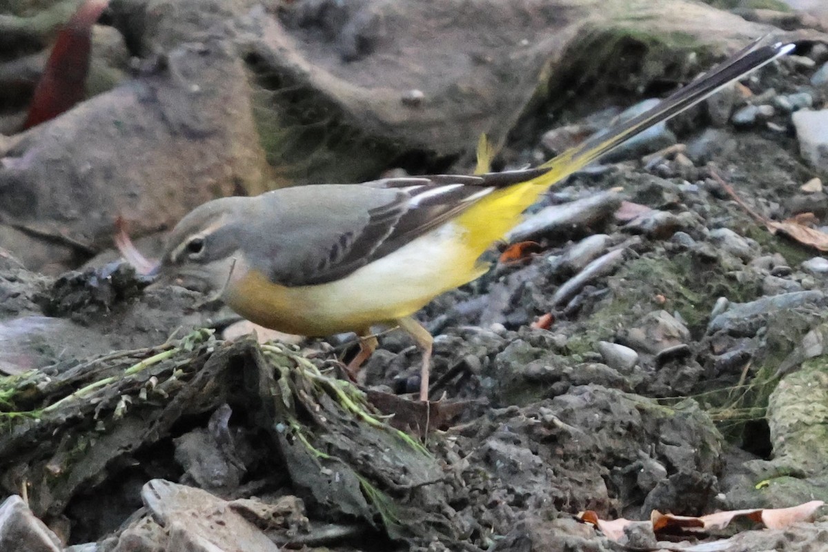 Плиска гірська - ML645832711