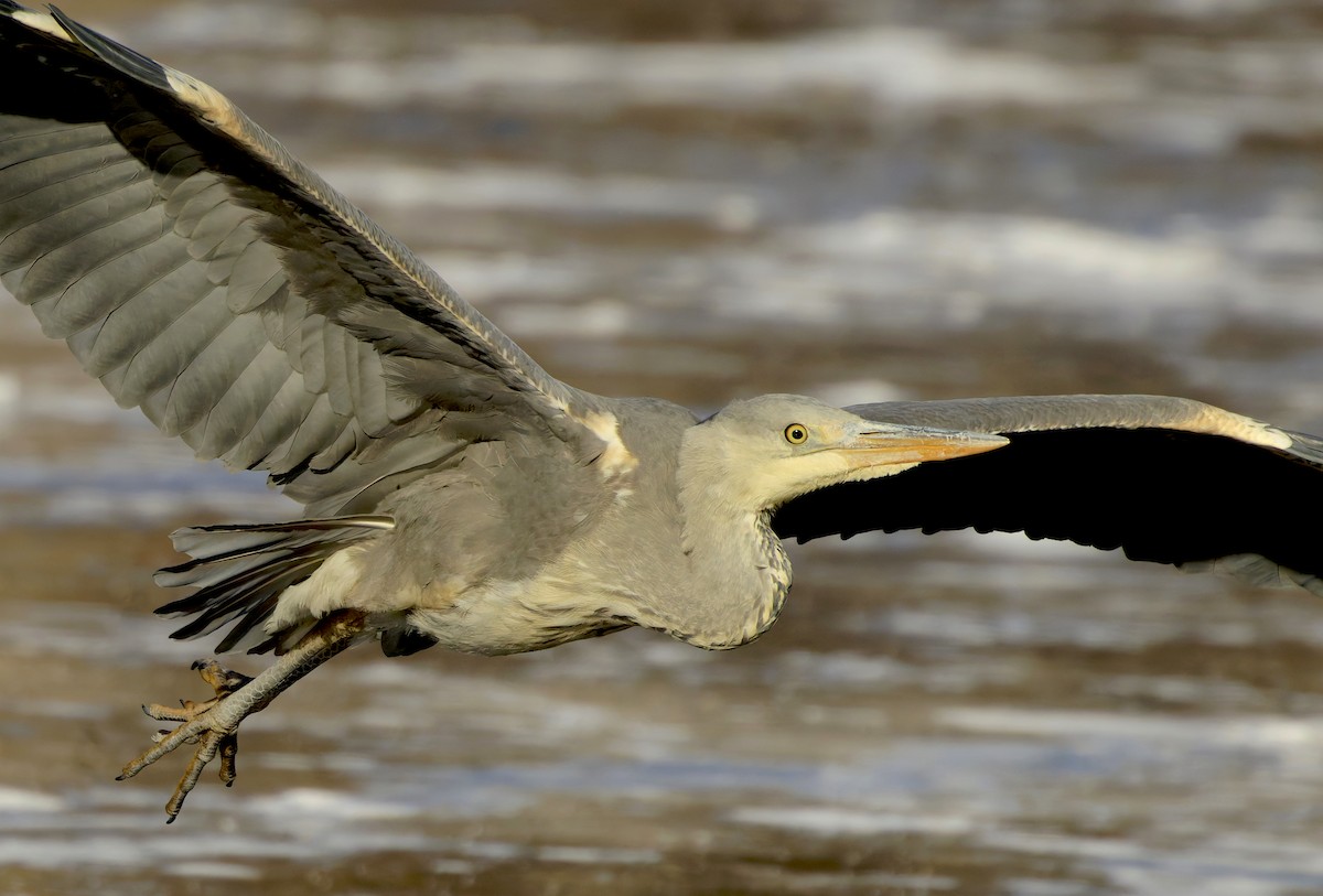 Чапля сіра - ML645832713