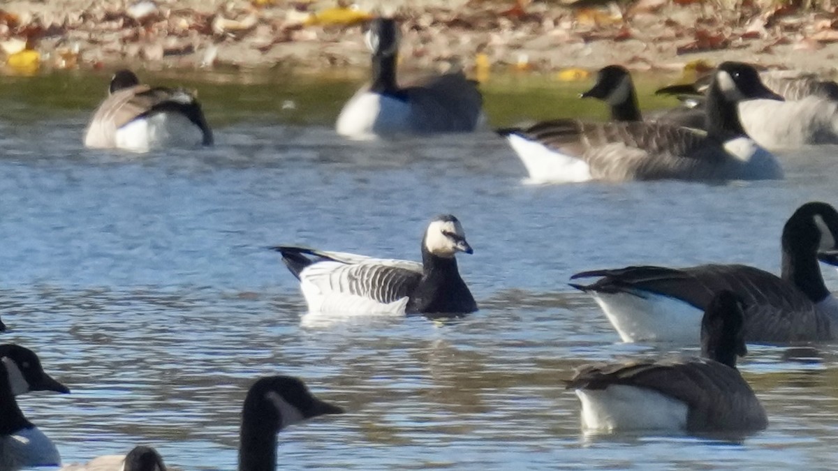 Казарка білощока - ML645832714