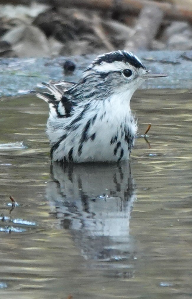 Пісняр строкатий - ML645832716