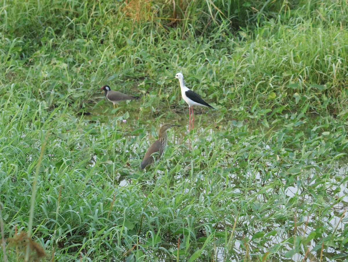 Чайка індійська - ML645832717