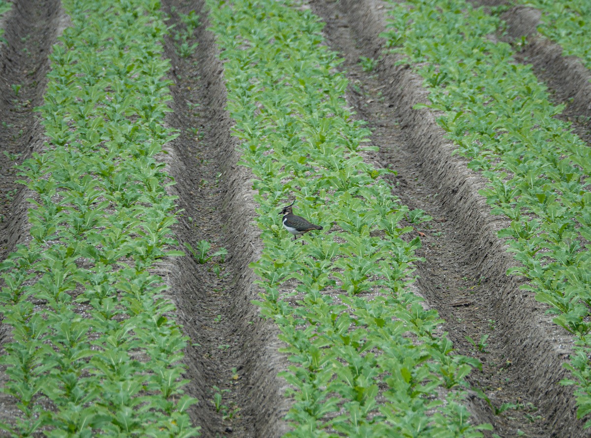 Чибис - ML645832719