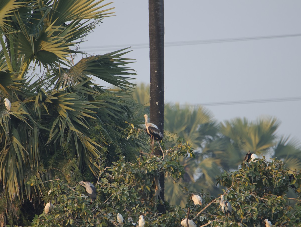 Лелека-молюскоїд індійський - ML645832720