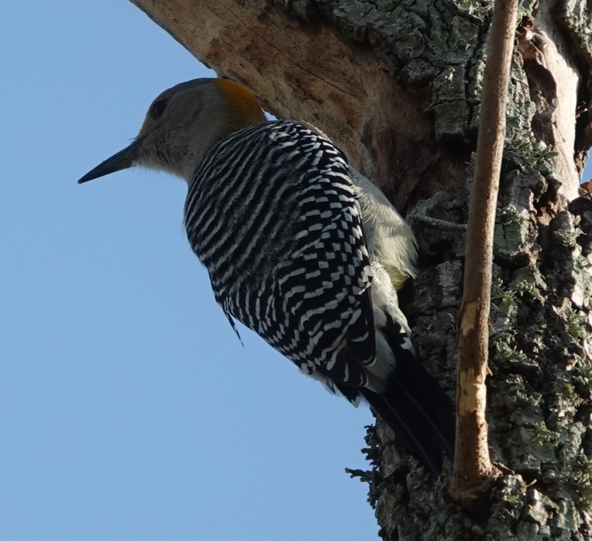 Golden-fronted Woodpecker - ML645832724