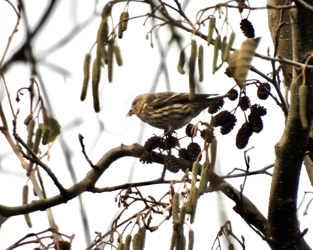 Pine Siskin - ML645832731