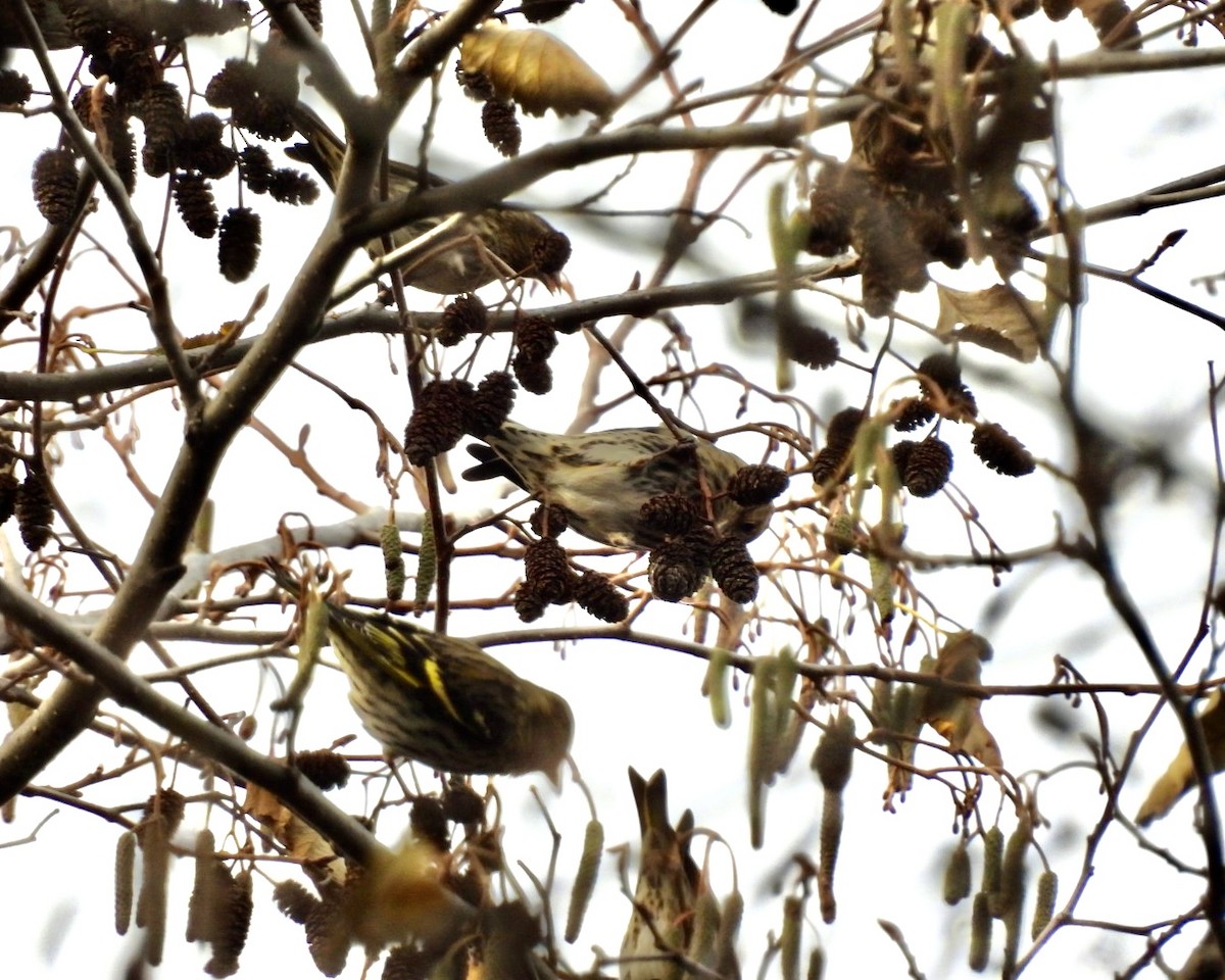 Pine Siskin - ML645832732