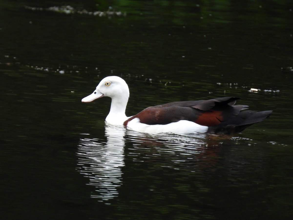 Radjah Shelduck - ML645832736