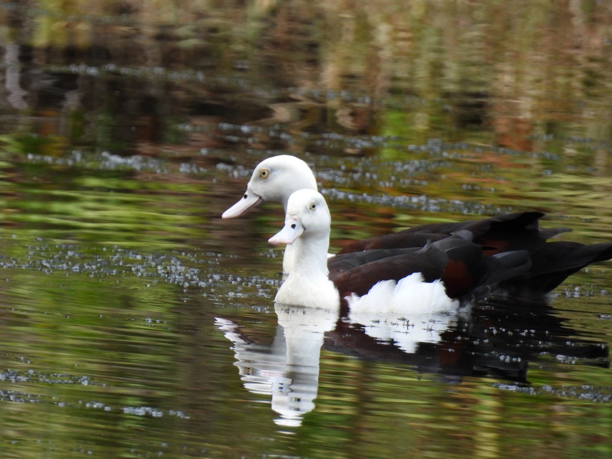 Radjah Shelduck - ML645832737