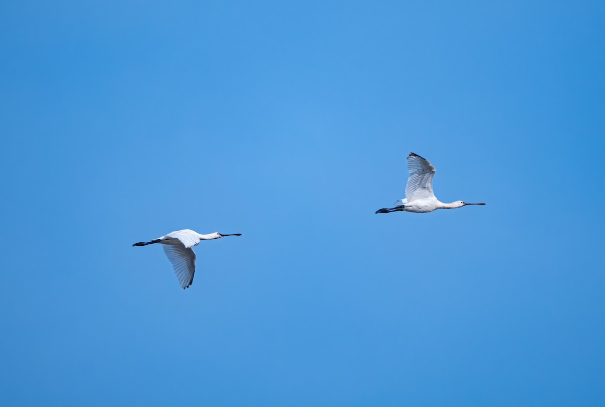 Колпица - ML645832738