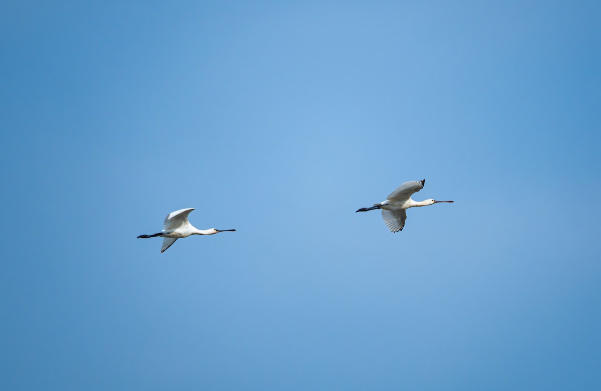 Косар білий - ML645832739