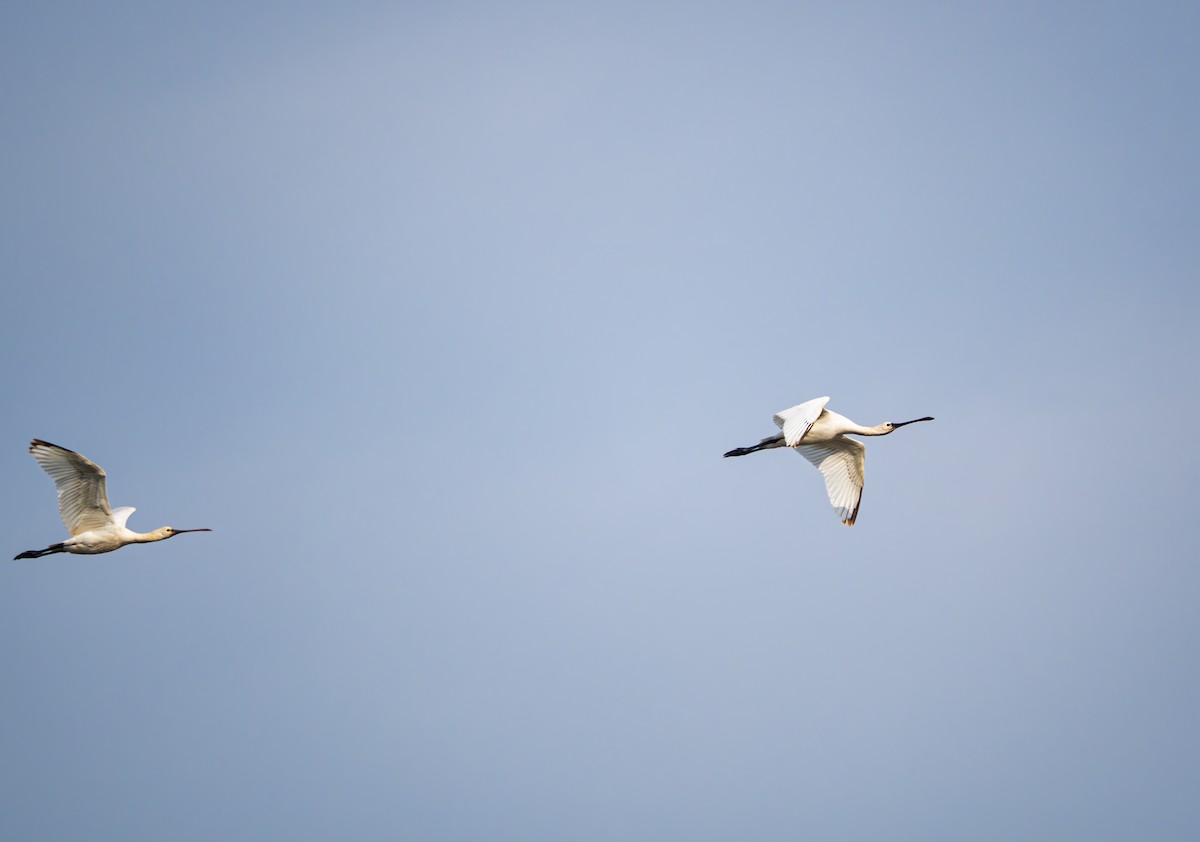 Колпица - ML645832740