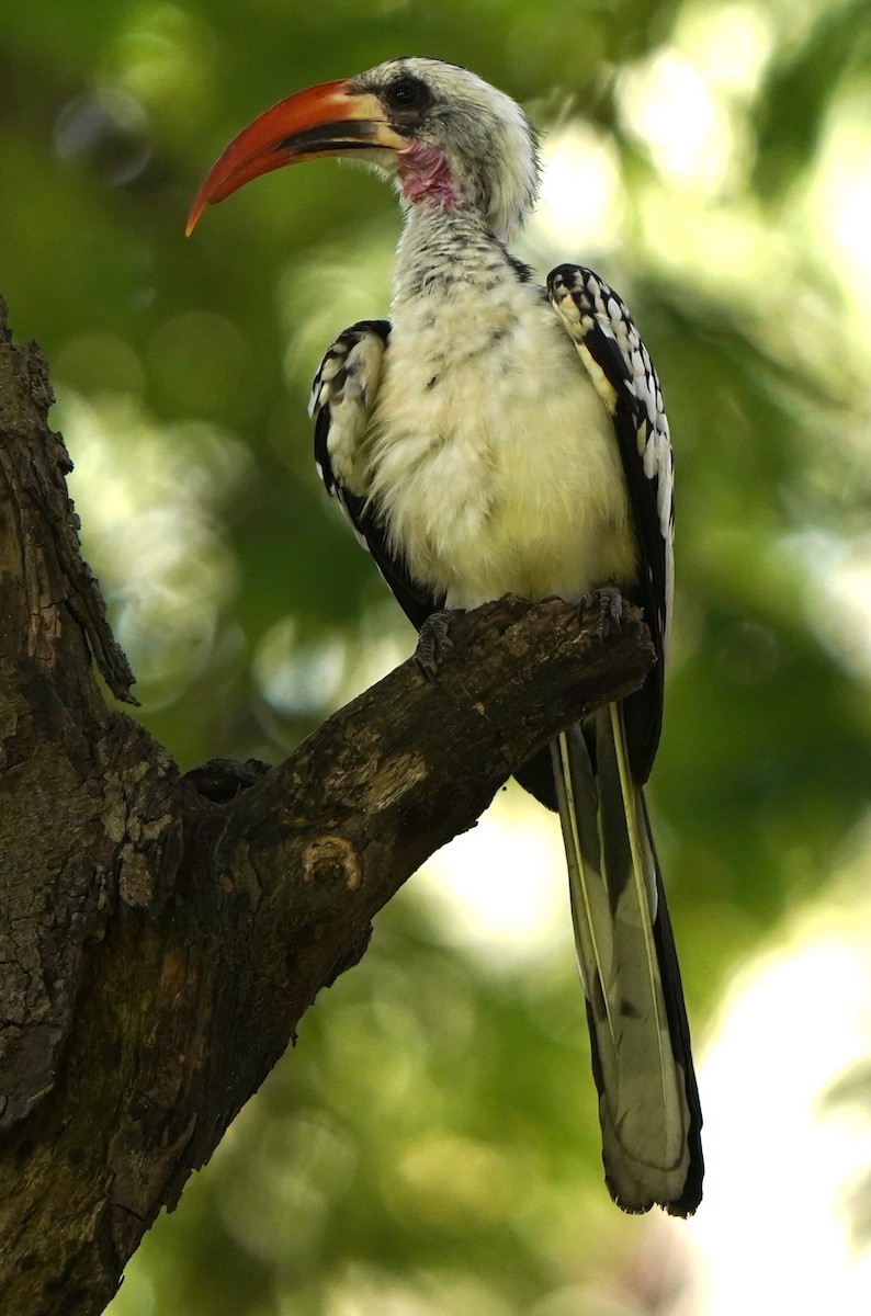 Western Red-billed Hornbill - ML645832741