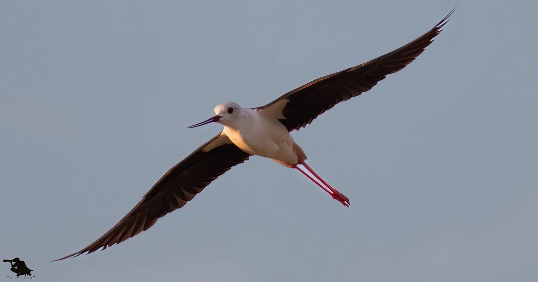 Black-winged Stilt - ML645832742