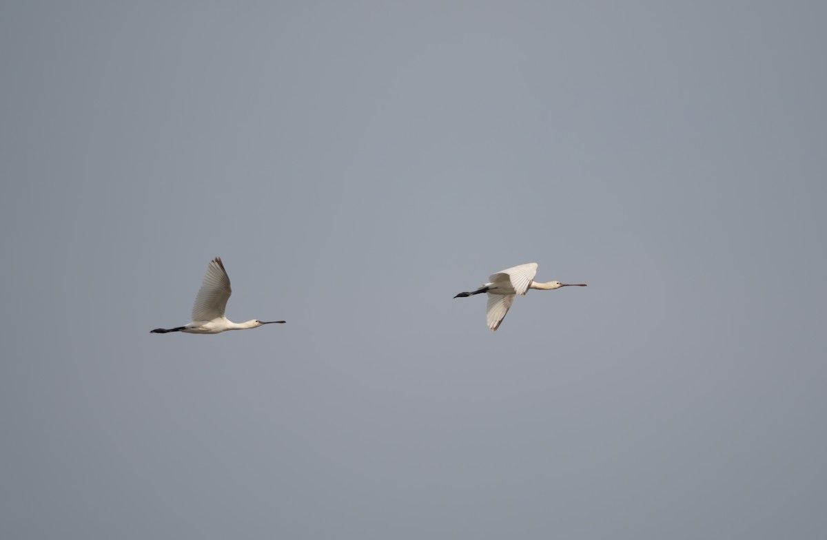 Колпица - ML645832743