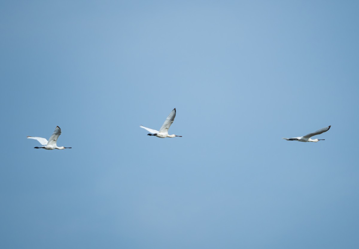 Косар білий - ML645832744