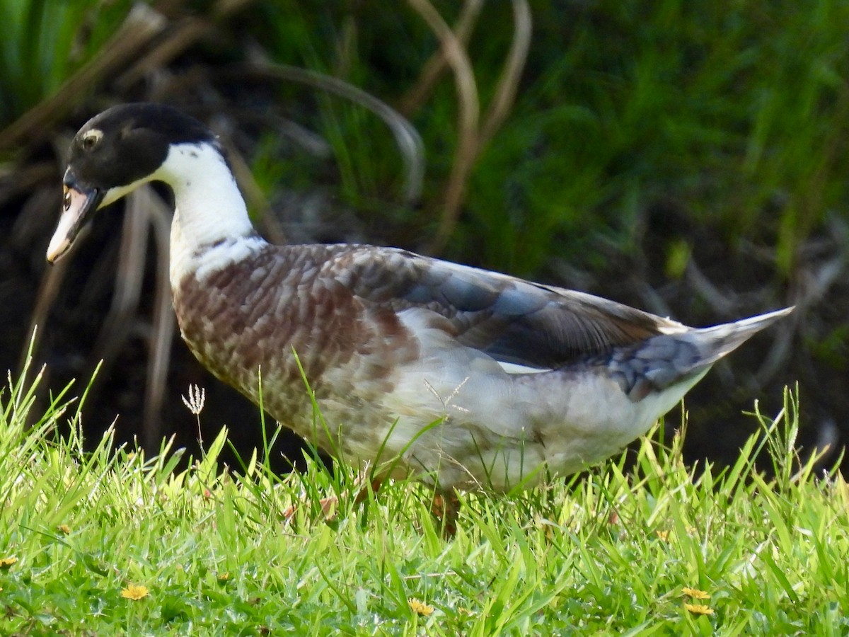 Mallard (Domestic type) - ML645832745