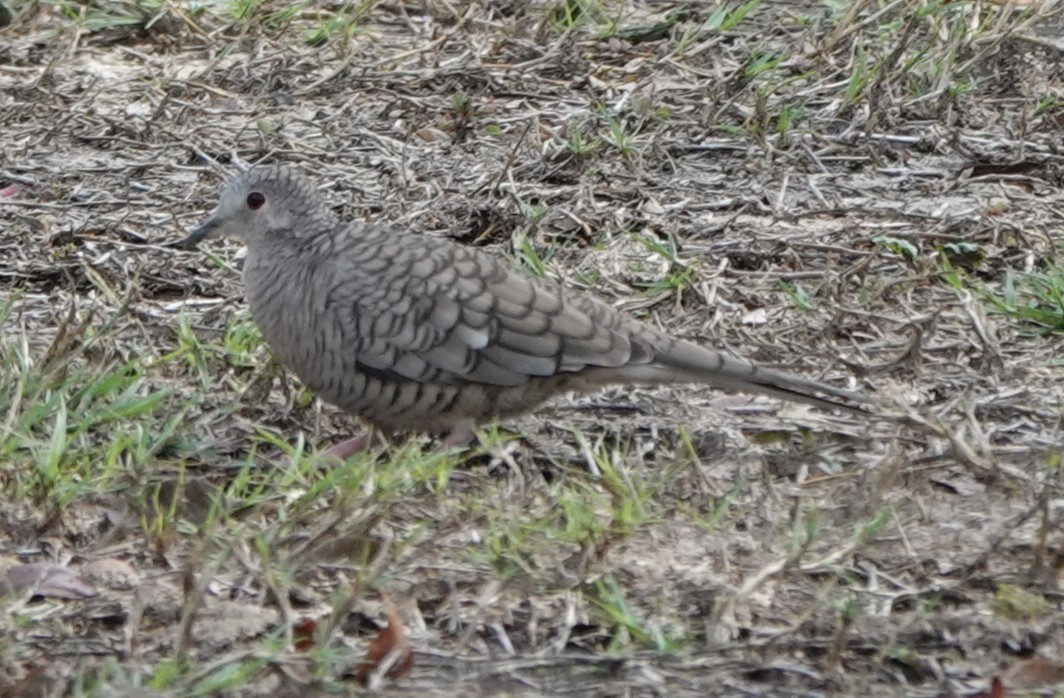 Inca Dove - ML645832749