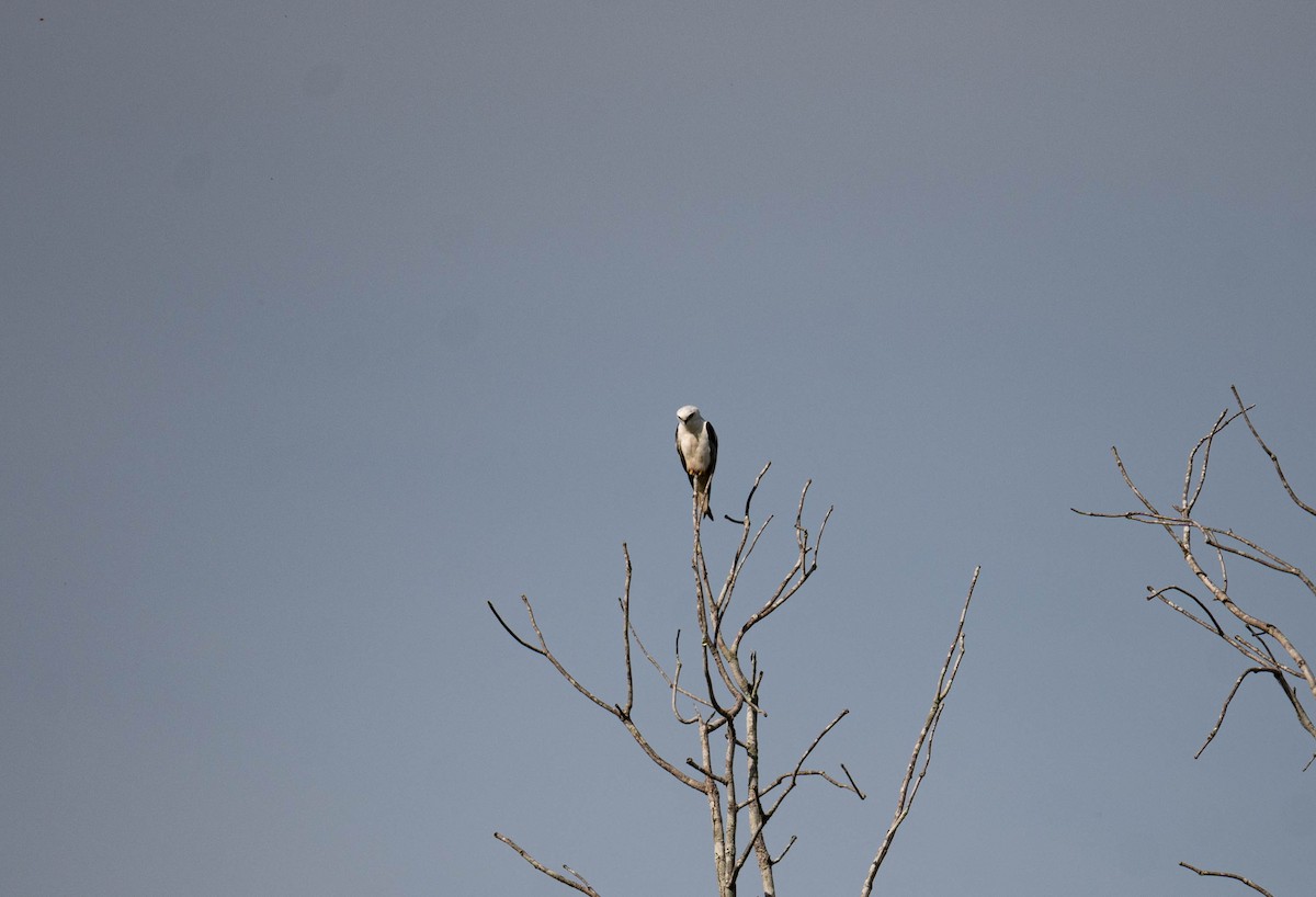 Black-shouldered Kite - ML645832753