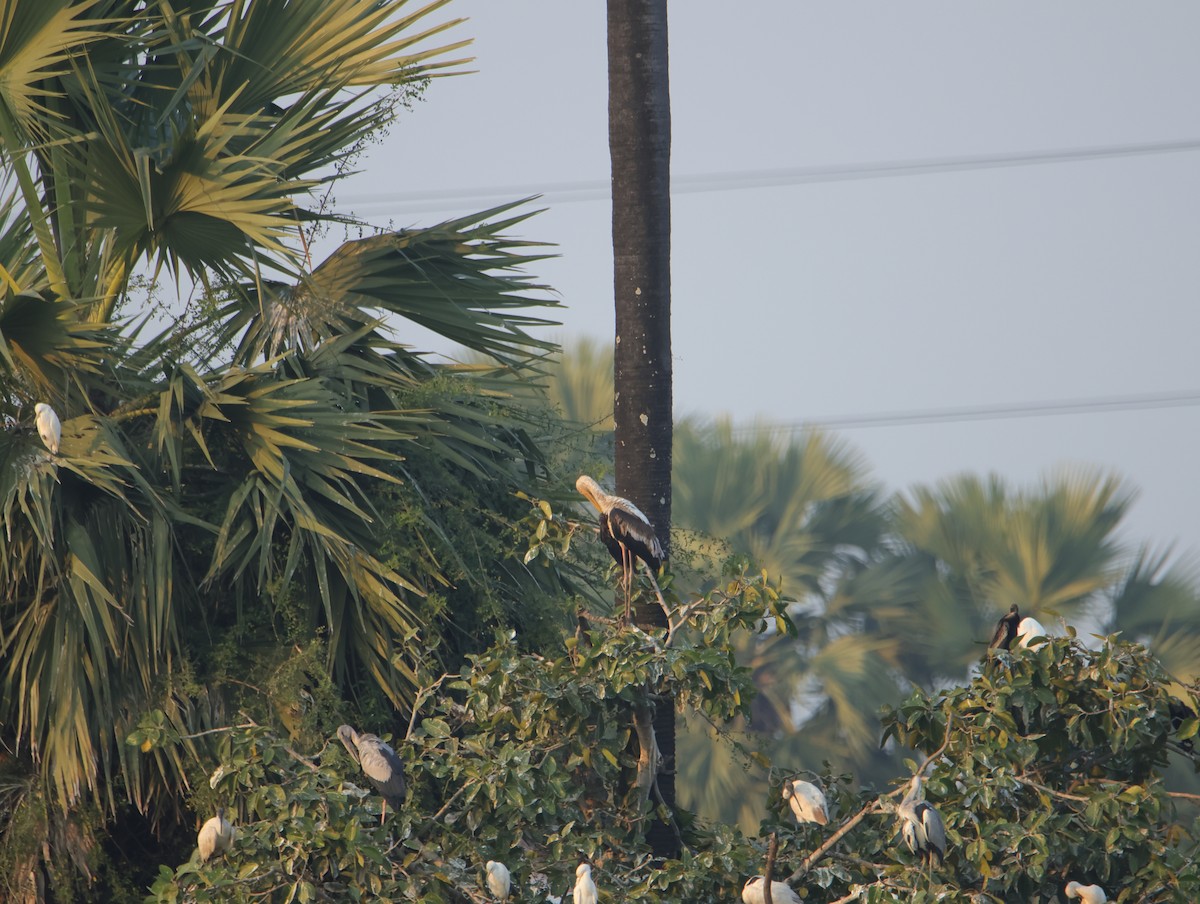 Painted Stork - ML645832754