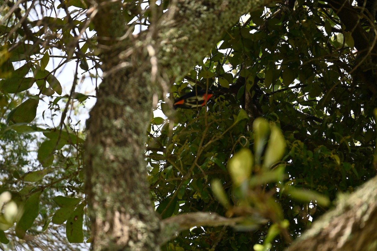 Mistletoebird - ML645832755