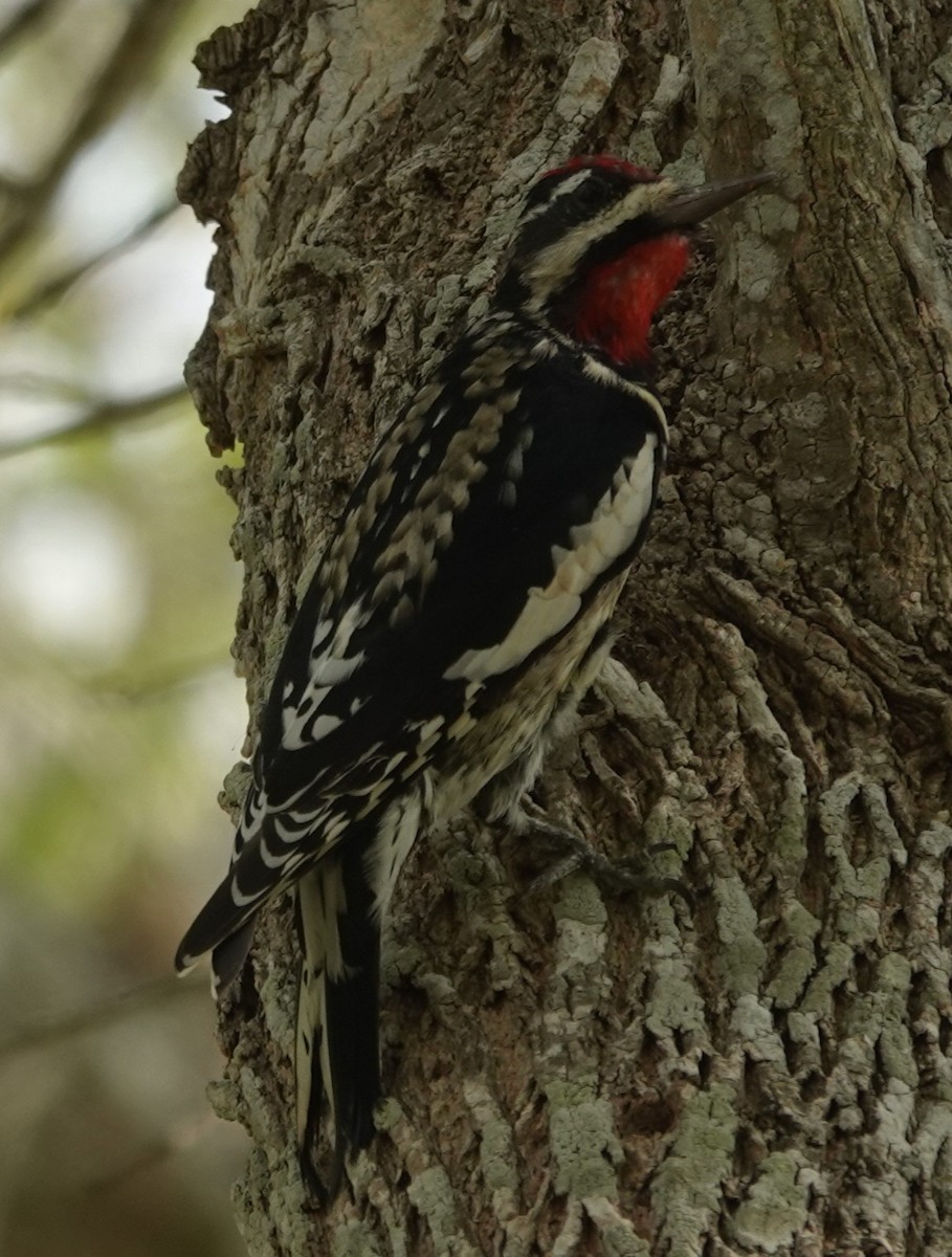 Yellow-bellied Sapsucker - ML645832756