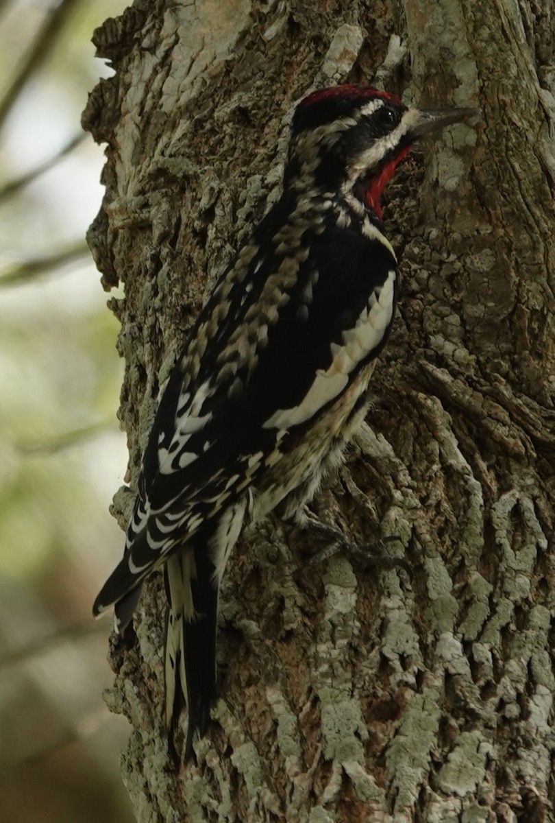Yellow-bellied Sapsucker - ML645832761