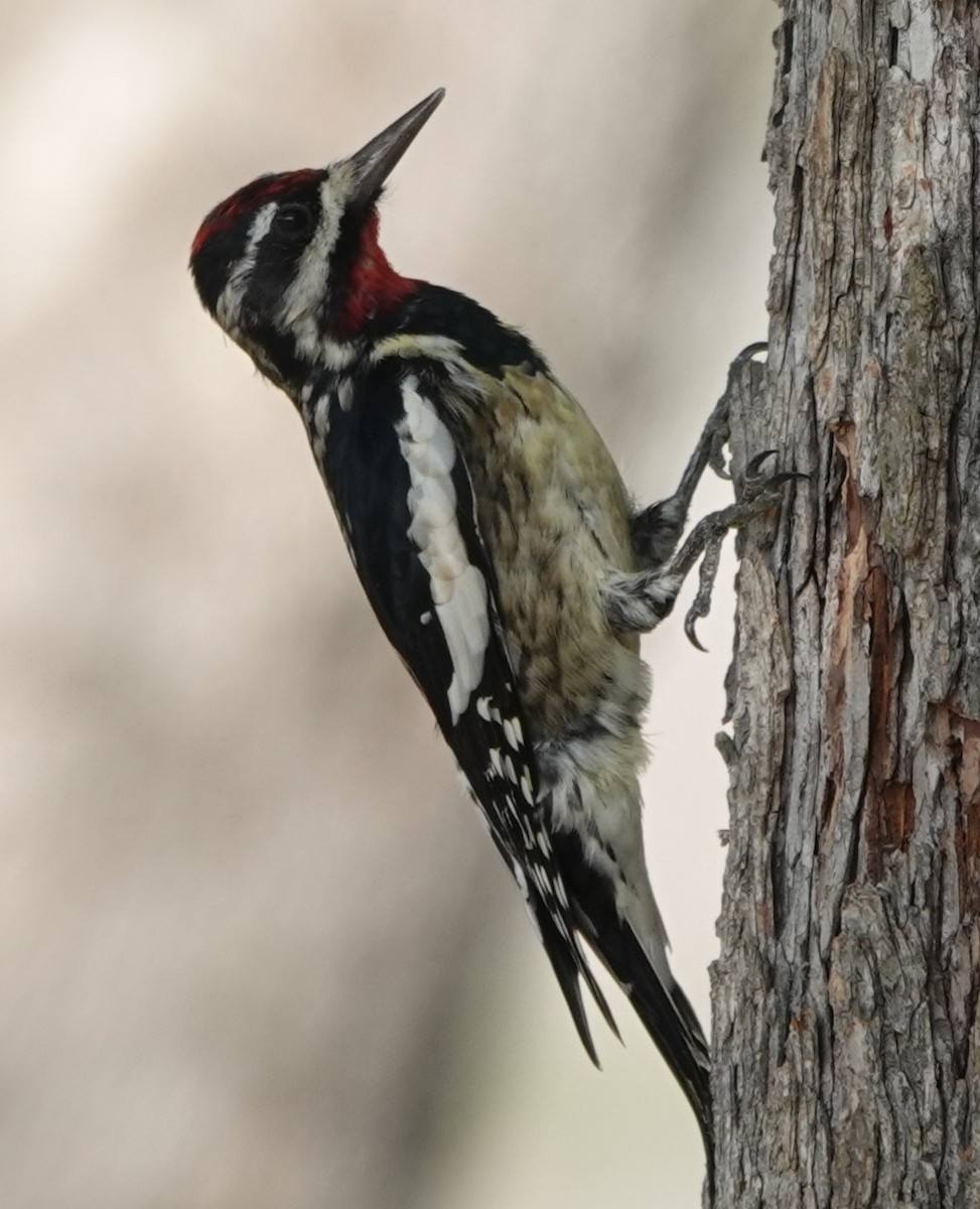 Yellow-bellied Sapsucker - ML645832762