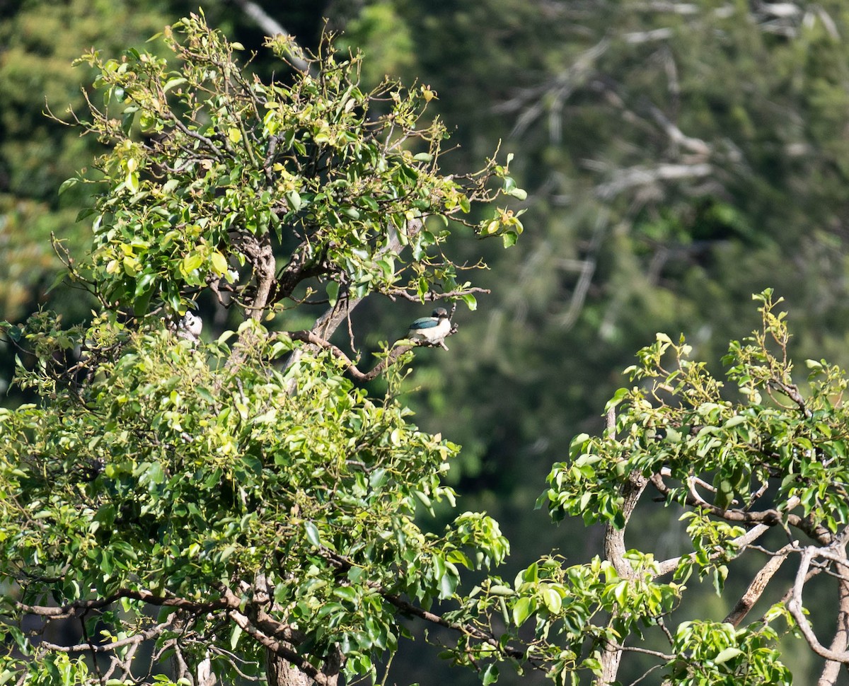 Sacred Kingfisher - ML645832763