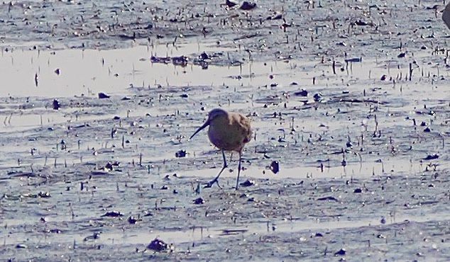 Curlew Sandpiper - ML645832764