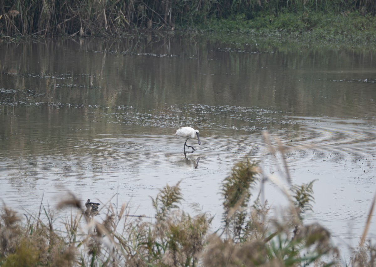 Косар sp. - ML645832765