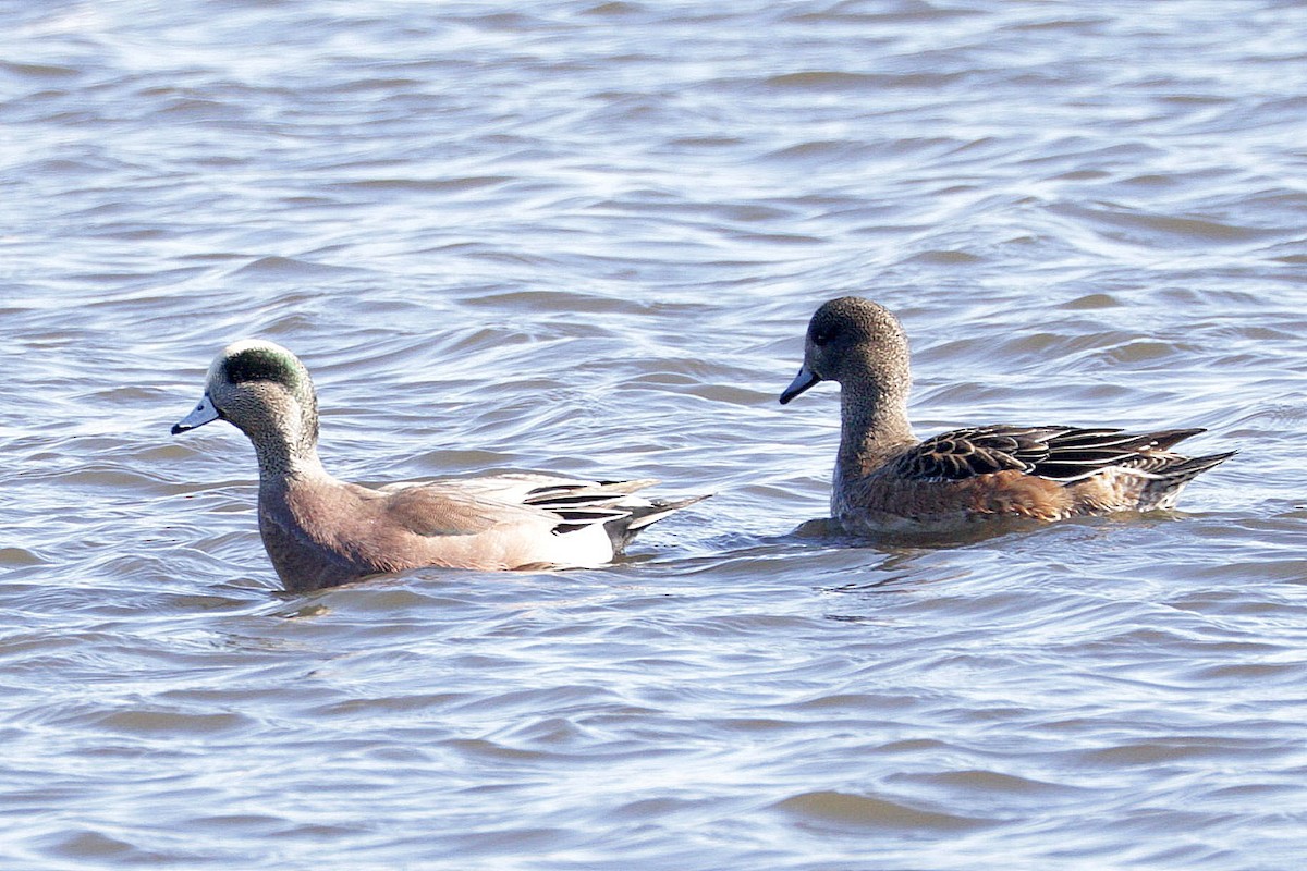 American Wigeon - ML645832766