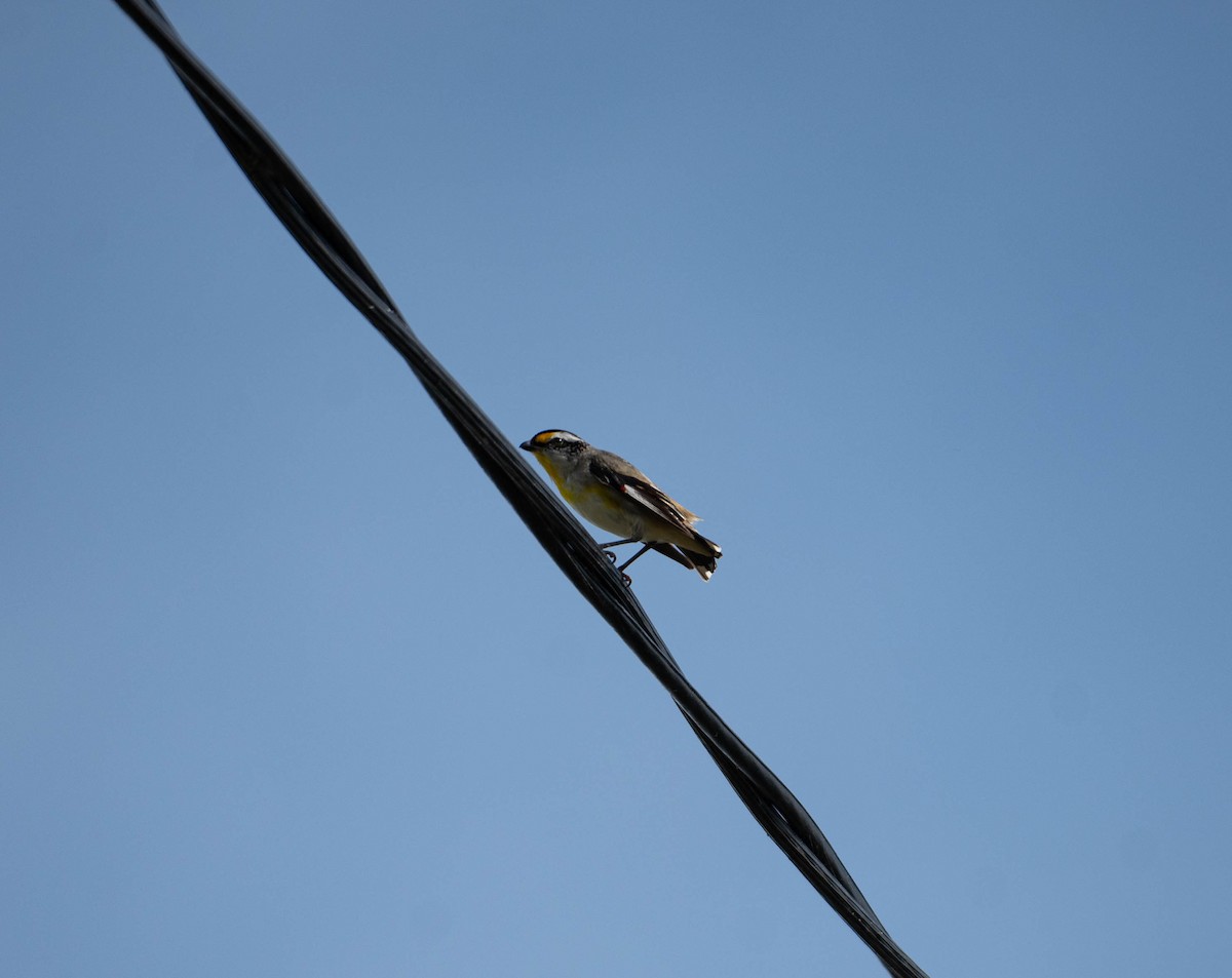 Striated Pardalote - ML645832767