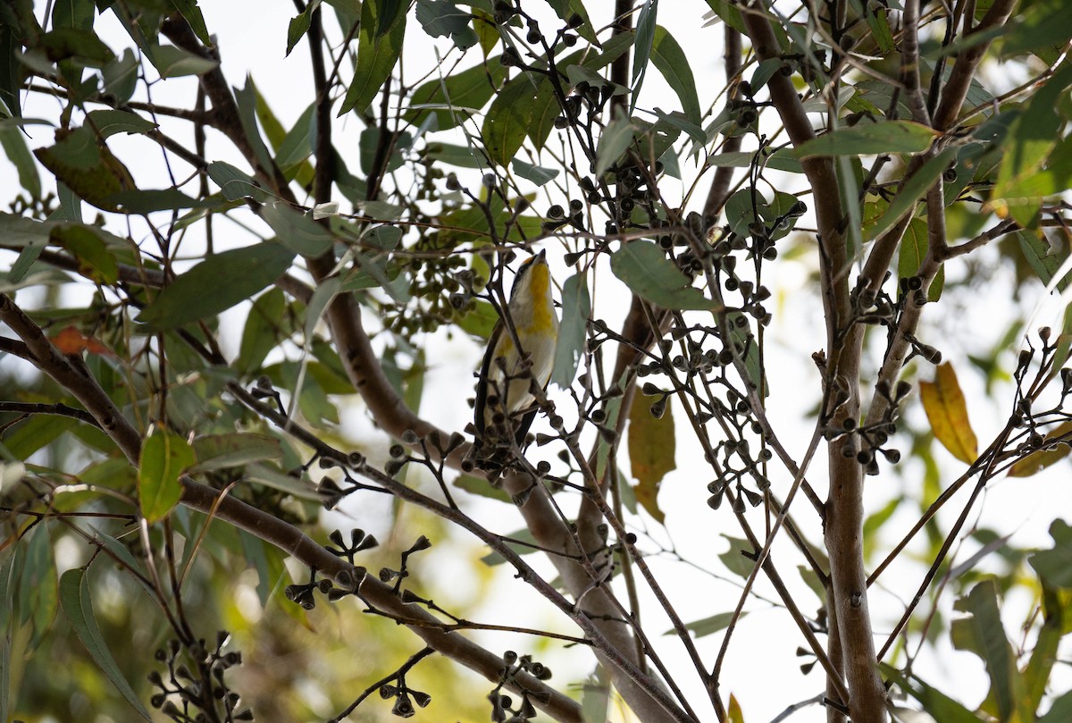 Striated Pardalote - ML645832768