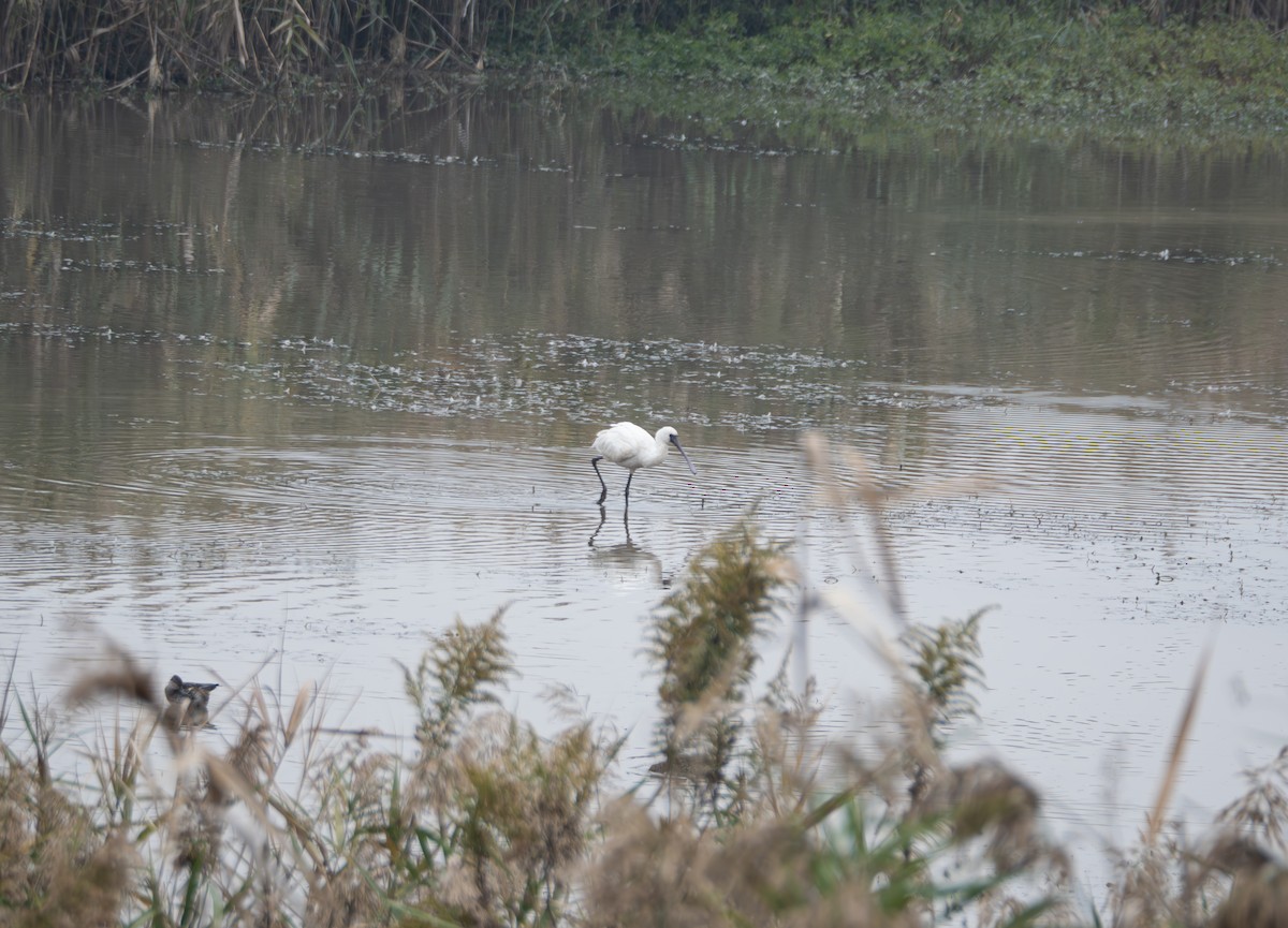 Косар sp. - ML645832769