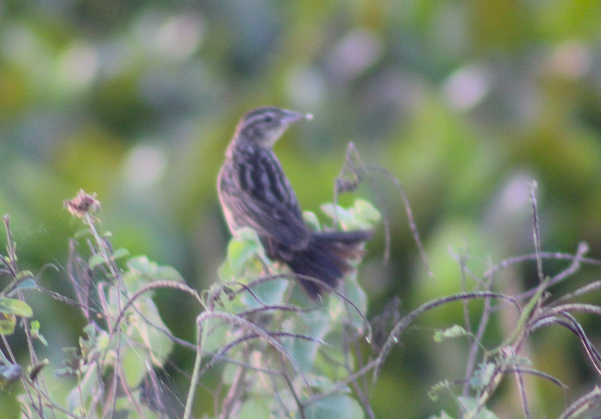Yellowish Pipit - ML645832770