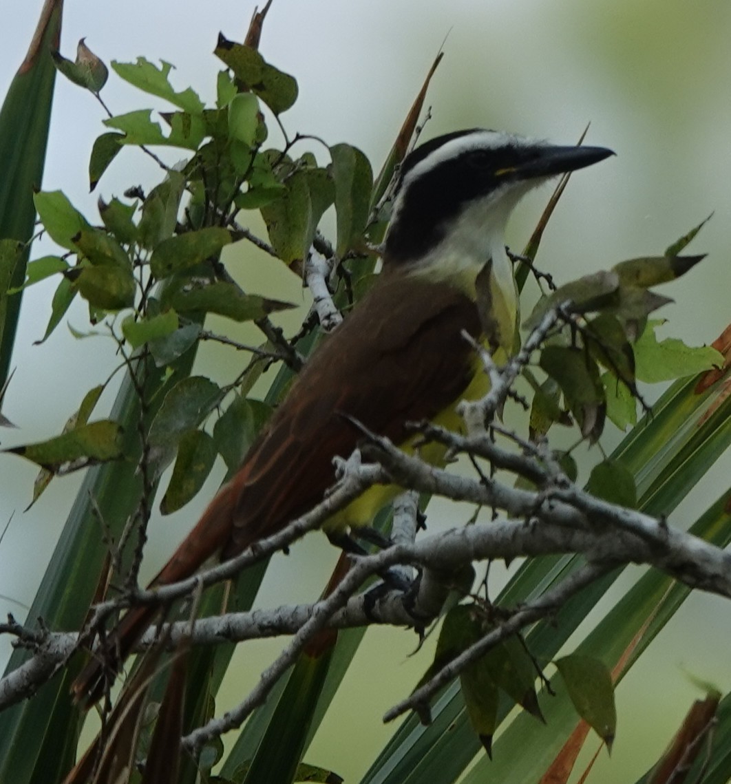Great Kiskadee - ML645832771