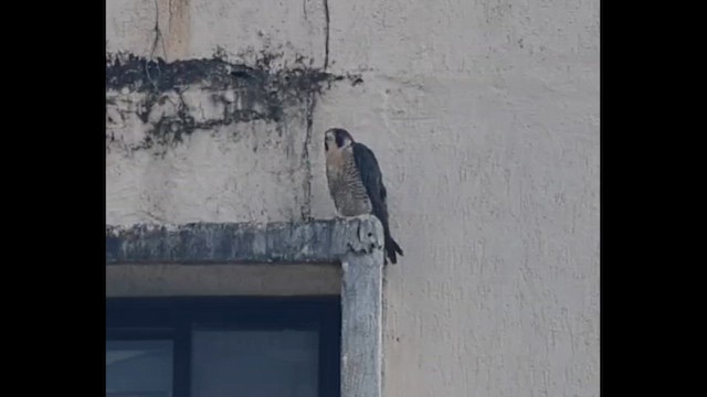 Falco pellegrino (calidus/tundrius) - ML645832773